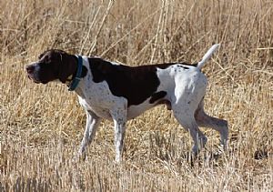 Pointer in ferma